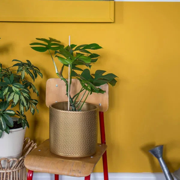 Фото цвета Tikkurila M397 