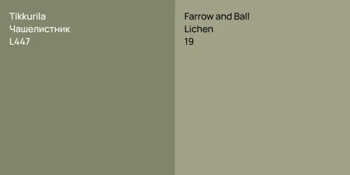 L447 Чашелистник vs 19 Lichen