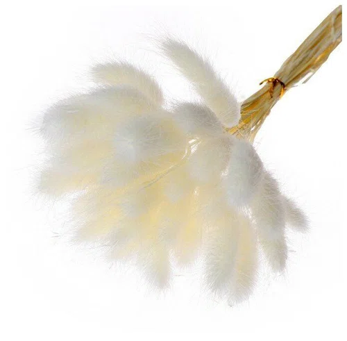 Сухоцвет Лагурус, набор 30 шт, цвет белый